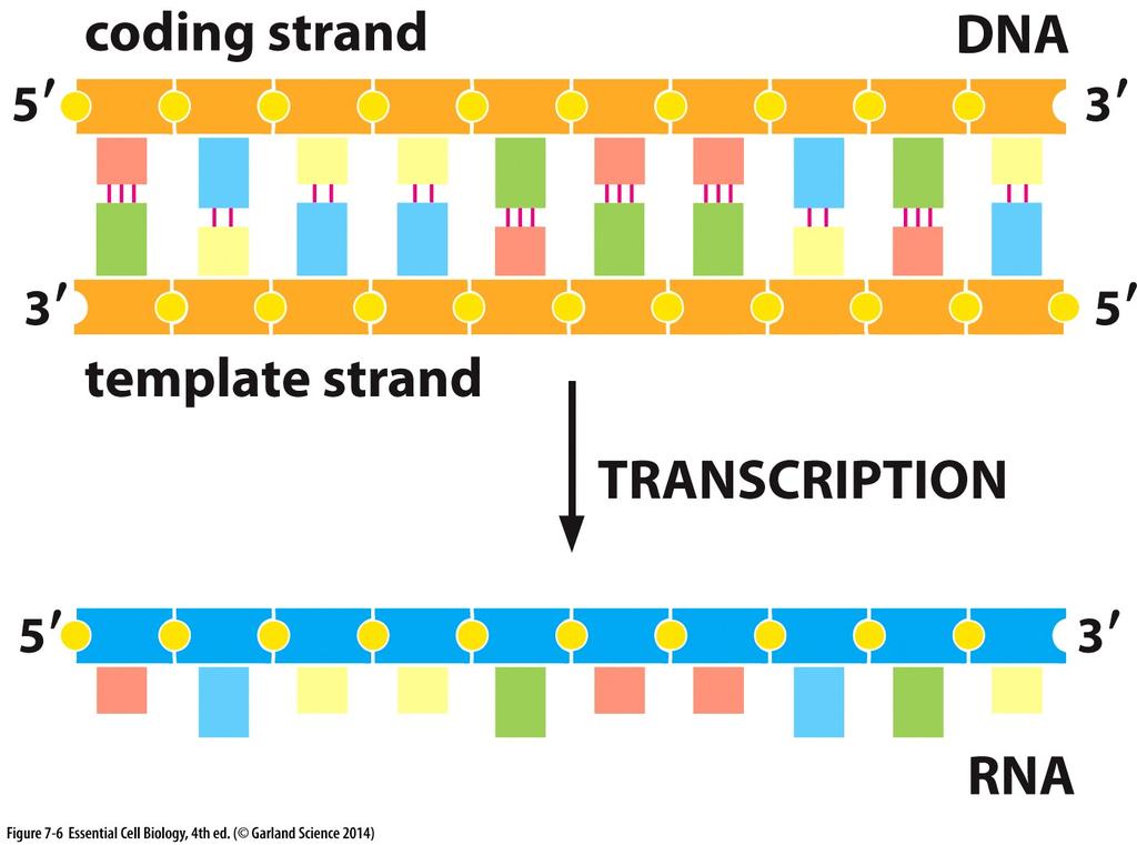 Complementary Strand: Transcription of a gene
