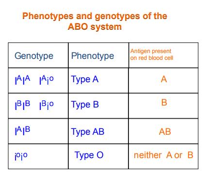 the red blood cell membrane ABO Blood Group - One gene locus on chromosome 9, 3 alleles, 6 geno., 4 pheno.