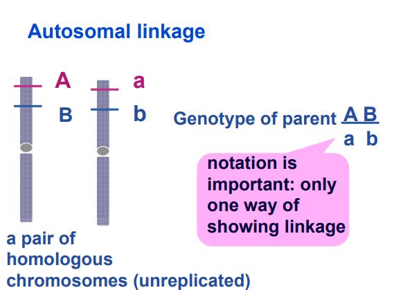 Lecture 7 Autosomal linkage (16/08/17) Types of crosses - Reciprocal crosses tell you if a gene is sex linked o Male Phenotype A x female phenotype B o Male phenotype B x female phenotype A - A test