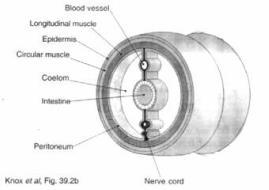 Lecture 12 Animal Diversity: from Worms to molluscs (4/09/17) Classifications - Symmetry: o Bilateral o Radial (can cut vertical, horizontal, diaganol) - Germ layers: layer of embryo cells that