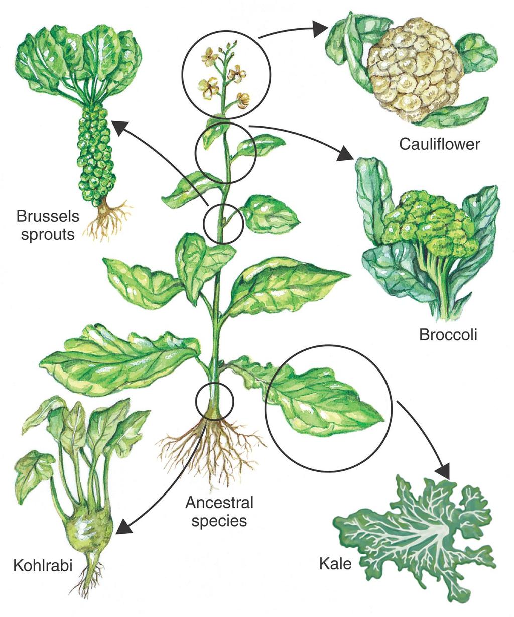 Inherited Variation and Artificial Selection Brussels Sprouts