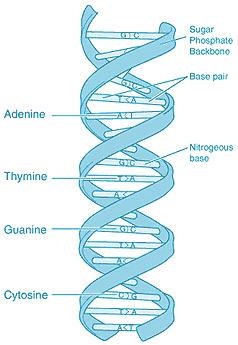 Molecular homology A fancy way of saying that evolutionary relationships can be seen by looking at similarities in DNA All living