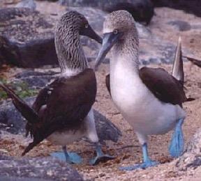 Blue-footed Booby Sea gull with