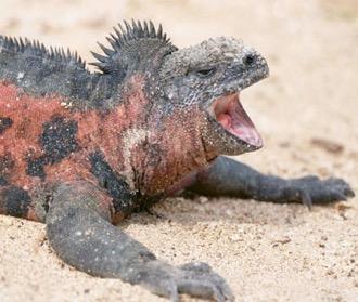 The only aquatic iguana found anywhere in the world!