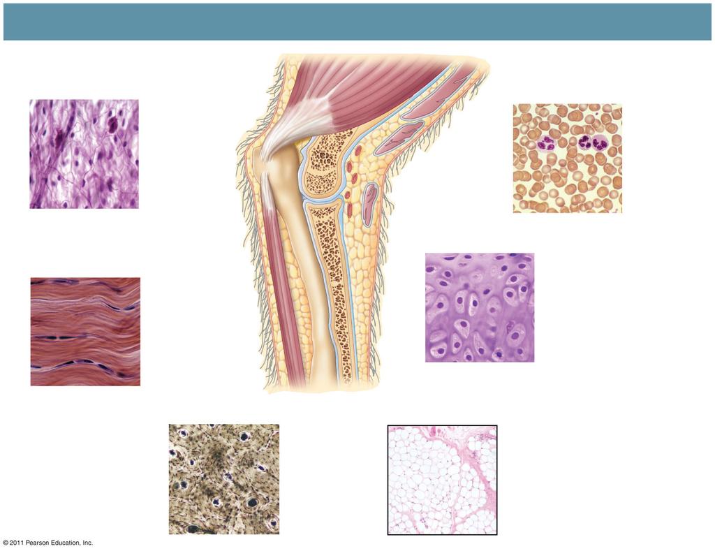 Types of Tissues Connective tissue - function to bind and support other tissue; sparsely packed cells scattered throughout the extracellular matrix In vertebrates there are six major types of