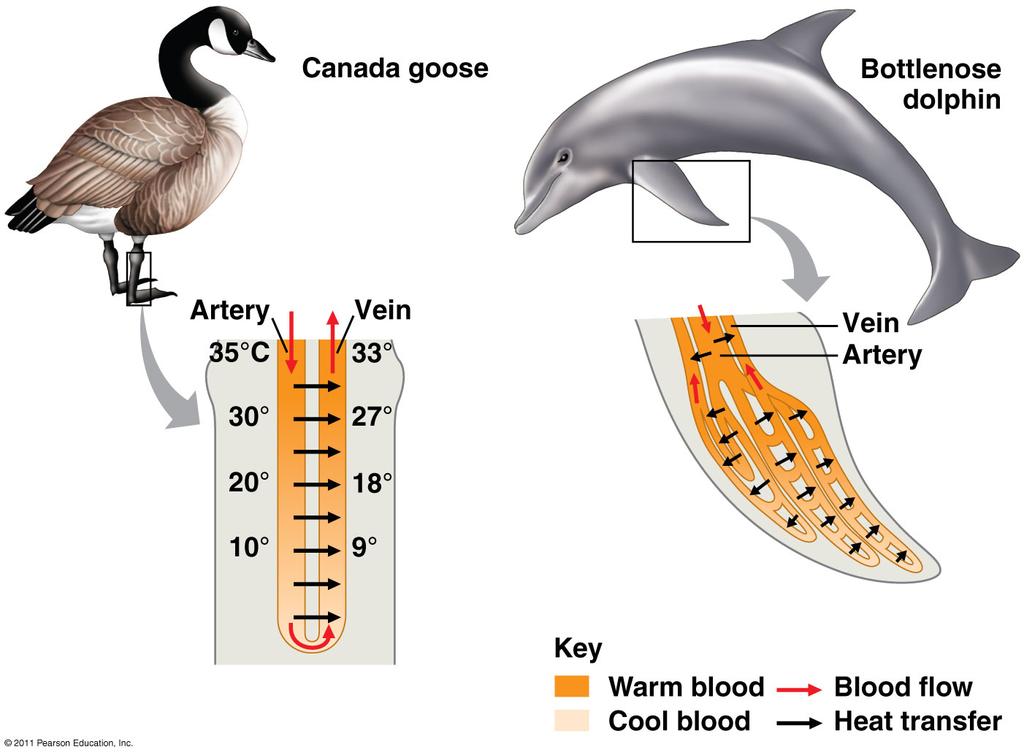 11 14 Physiological and behavioral adjustments that balance heat gain and loss Insulation is an adaptation in mammals and birds Reduces flow of heat between animal and environment (ex.