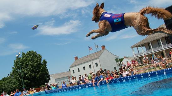 Example : Apply Quadratic Equations Dock jumping is an event in which dogs compete for the longest jumping distance from a dock into a body of water.