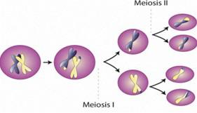 Meiosis and Genetic Variation Meiosis increases genetic variation in organisms that undergo sexual reproduction.