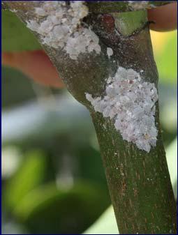 Whiteflies, Mealybugs, Leafhoppers,