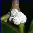 nitrogen) as this increases mealybug reproduction or causes females