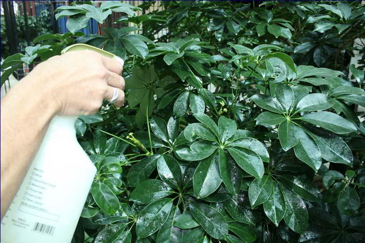 How To Effectively Use Insecticides Against Mealybugs 1.