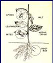 coverage of all plant parts, including: leaves, stems, and flowers. 3.