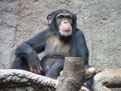 Chimpanzees Chimpanzees are perhaps the