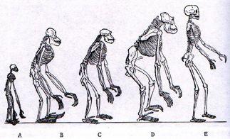 Humans and Apes The hominid line split from the African apes about 6-7 mya. They were bipedal and walked on the ground, but also climbed in trees. By 3 mya, two distinct lines of hominid had evolved.