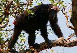 Chimpanzees are found in Africa in rainforests or in mixed forest-savanna environments.