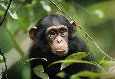 Chimpanzees Their diet consists of fruit, leaves, seeds, nuts, insects, and meat (small animals like monkeys).