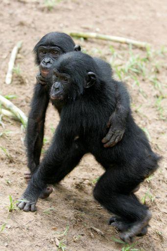as pygmy chimpanzee. They are unique to a restricted rainforest region of Zaire, central Africa.