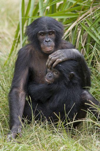 Bonobos live in large multimale / multifemale groups like chimpanzees Strongest social bonds exist between adult females.