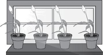 21 How did the plants adapt to their environment in this situation? A They absorbed extra moisture from the soil. B They grew towards the light source. C They became dormant during the winter season.
