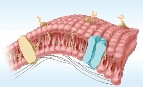 3.3 Cell Membrane Cell membranes are composed of two phospholipid layers. The cell membrane is made of a phospholipid bilayer.