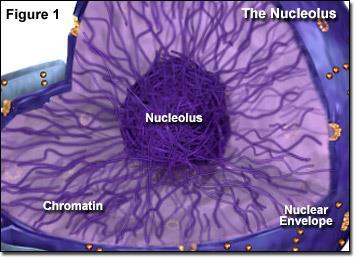 Nucleolus Dense region