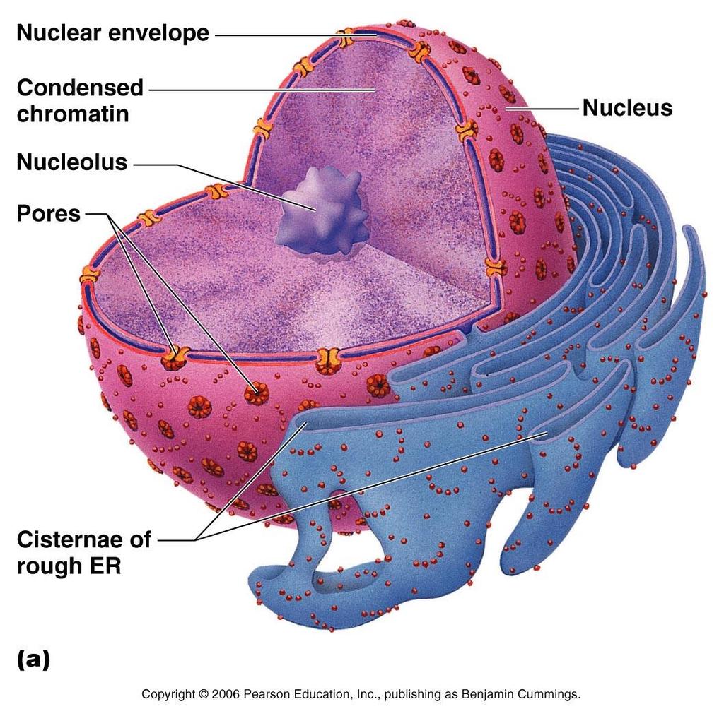 produces ribosomes