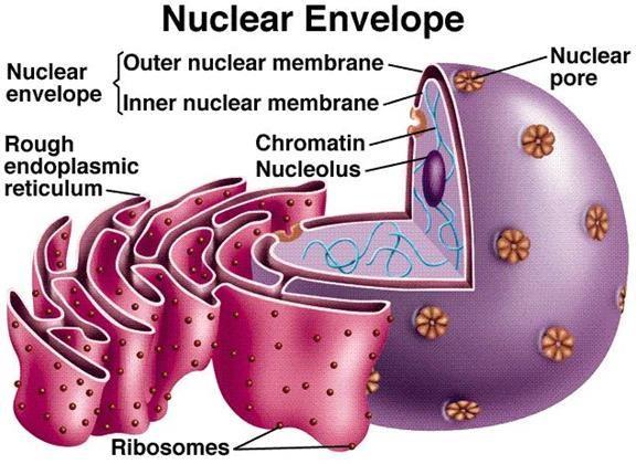 Nuclear Envelope Double membrane layer which surrounds the