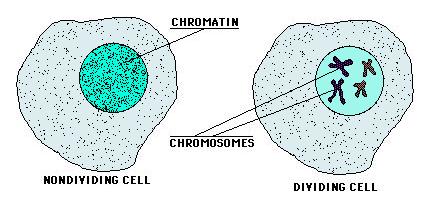 Chromatin/Chromosomes Chromatin = loose DNA Chromosome = condensed DNA (wound