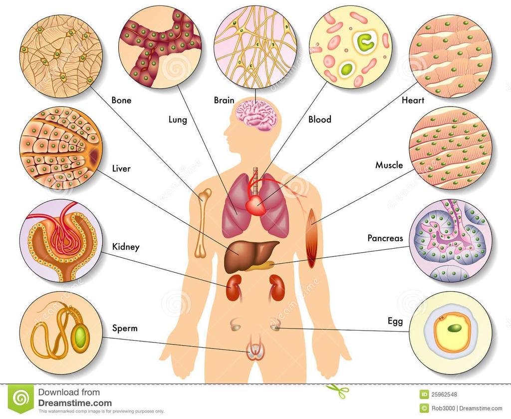 III. Classification of cells