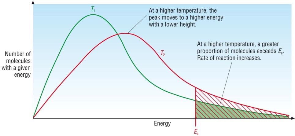 The effect of temperature on reaction rate Maxwell Boltzmann distribution Explanation: Temperature T2 > T1 Peak lowers and moves to the right Same area as same number of particles Increase in