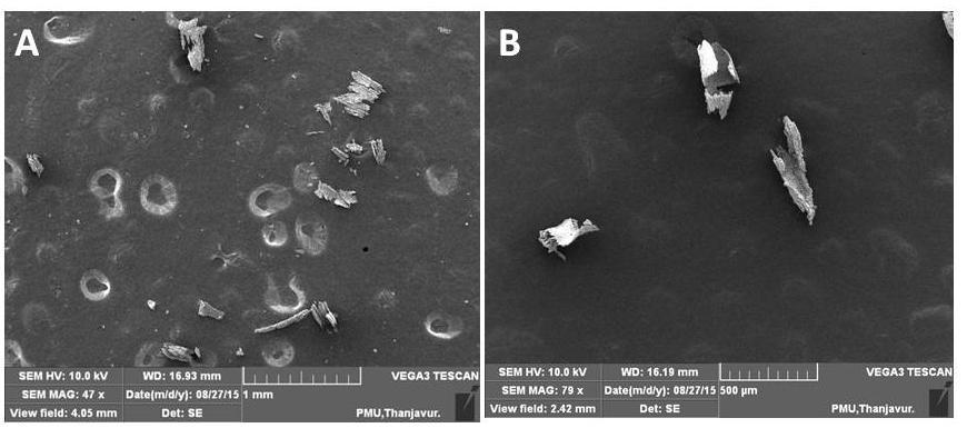 Figure 4 Scanning electron microscope image of gold nanoparticle synthesized by plant Abutilum indicum Antibacterial activity Mechanism of antibacterial activity of gold nanoparticles The NPs are