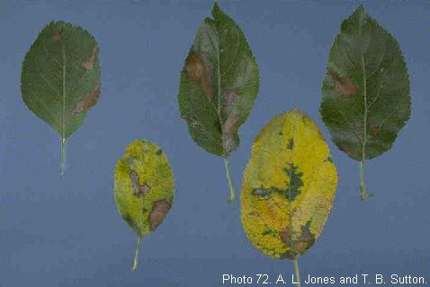 Leaf Blotch Symptoms Dead areas on foliage Irregular Larger than