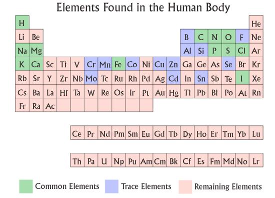 Figure 1-1: Periodic Table of the Elements highlighting elements found in the human body Atoms are the smallest unit of matter that react in chemical reactions.