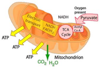 What is Cellular Respiration?