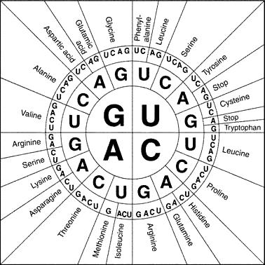 Biochemical evidence Cell Membranes are similar in all living organisms ALL DNA in prokaryotes & eukaryotes is made of A, G, T, C Common Ancestry