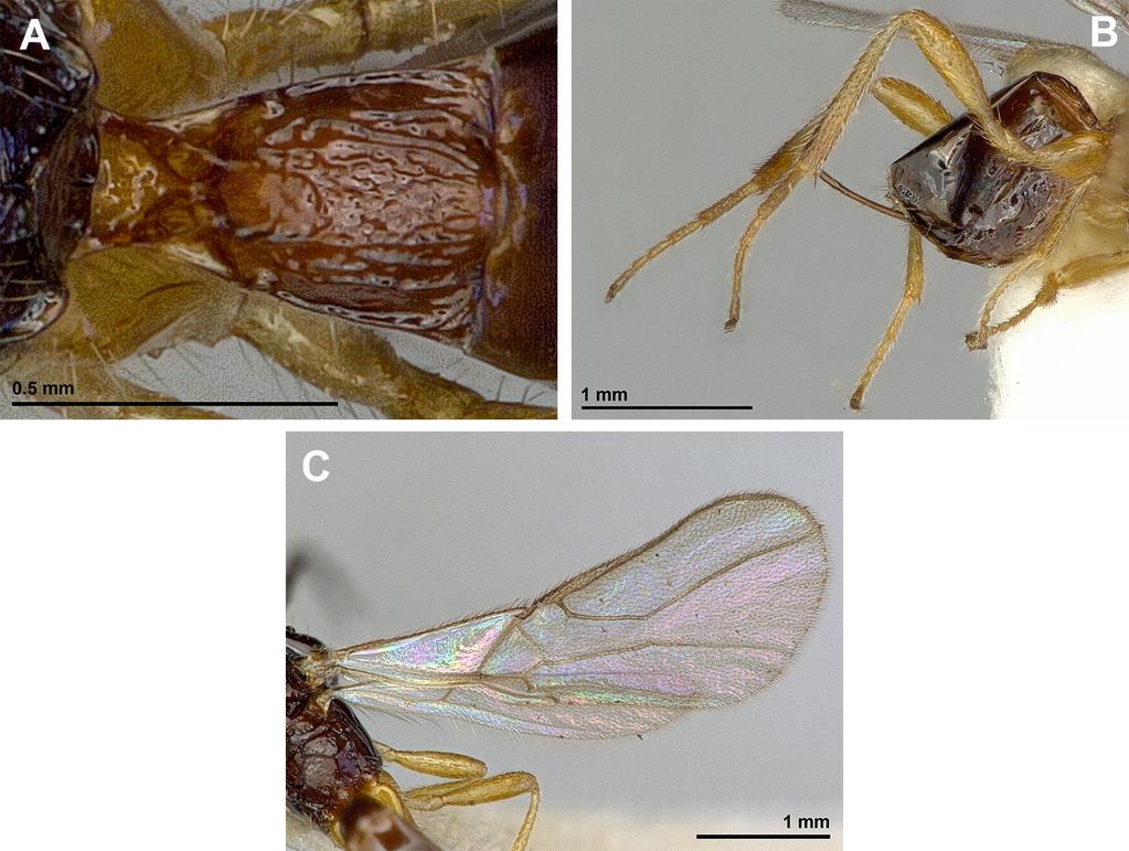 European Journal of Taxonomy 179: 1 23 (2016) Body dark metasoma short (Fig. 5B, 5F): legs dark brown; ovipositor 0.4 times as long as metasoma; body length 1.9 mm; antenna 16 18-segmented.