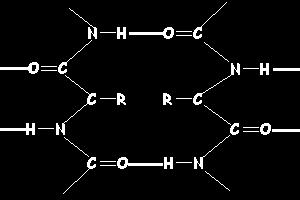 other with peptide bonds The carboxyl end ties to the amino end of the next molecule A sequence