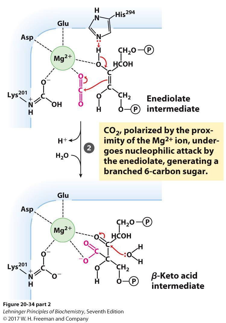 2. Nucleophilic Attack to Create -Keto Acid Intermediate Mg 2+ polarizes CO 2