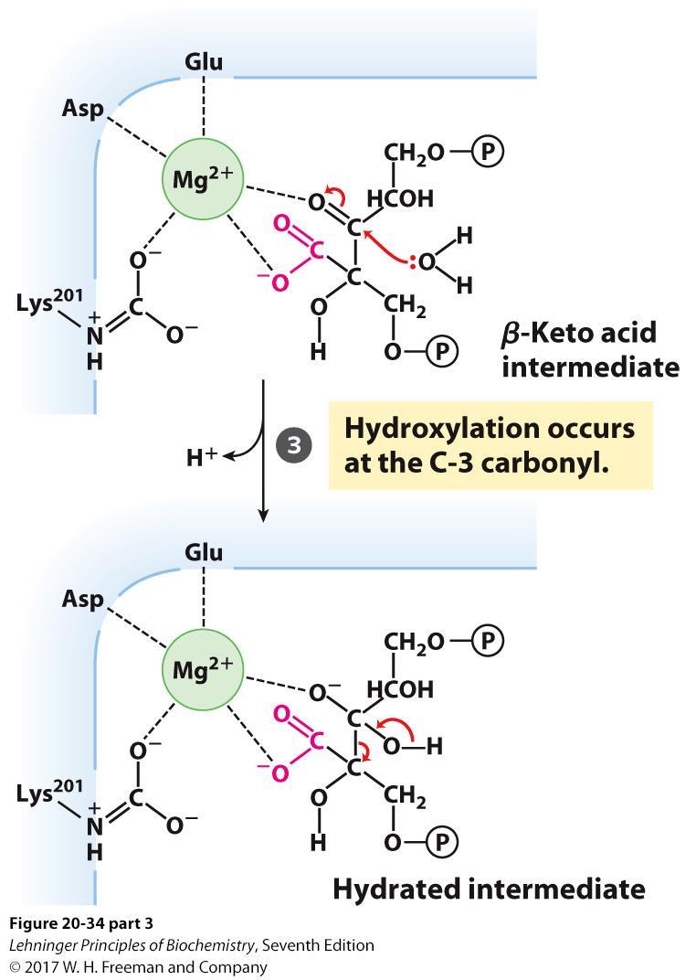 3. Hydroxylation at C-3 Hydroxylation at