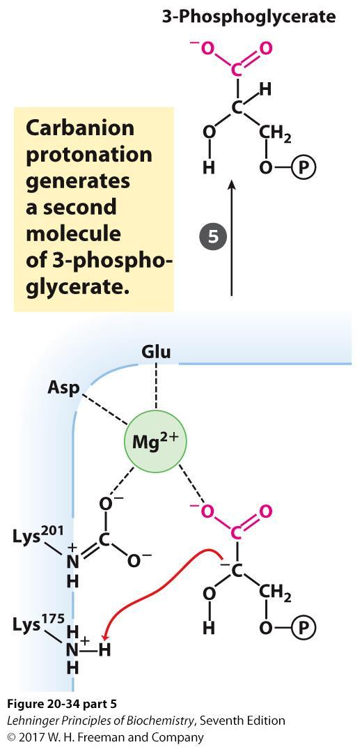 5. Protonation and Release of Second 3-Phosphoglycerate Deprotonation of Lys 175