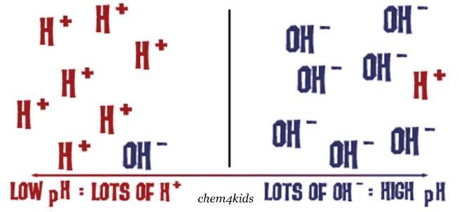 Unit 2 LT 5 Explain the differences between acids and bases and how they are represented on the ph scale 2H 2 O --> H 3 O + + OH -