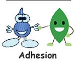 PROPERTIES OF WATER COHESION Definition: Tendency of