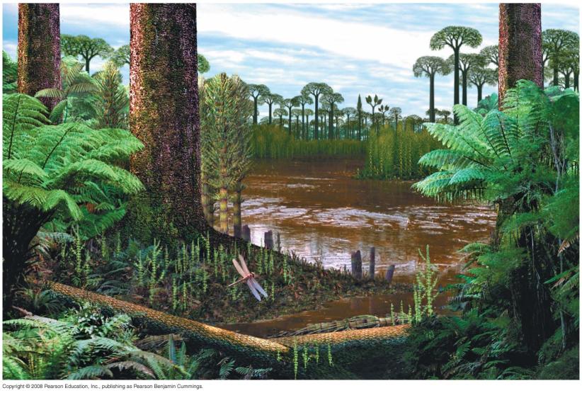 Phylum Pterophyta Ferns most diverse seedless vascular plants more than 12,000 species Horsetails diverse during the Carboniferous period now restricted to the genus Equisetum Whisk ferns resemble