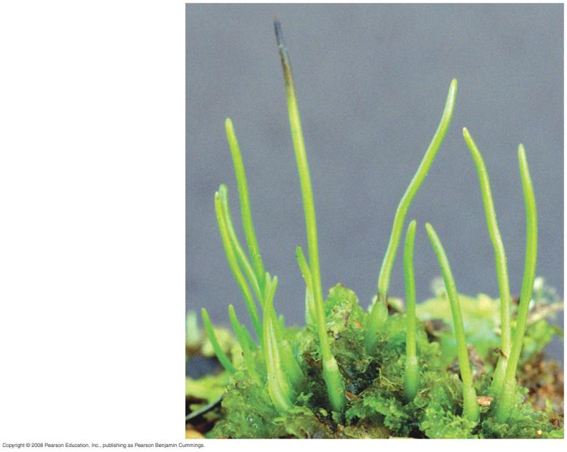 29 9b Plagiochila deltoidea, a leafy liverwort