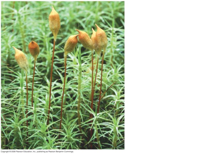 Fig. 29 9d Polytrichum commune, hairy-cap moss Capsule Seta Sporophyte (a sturdy