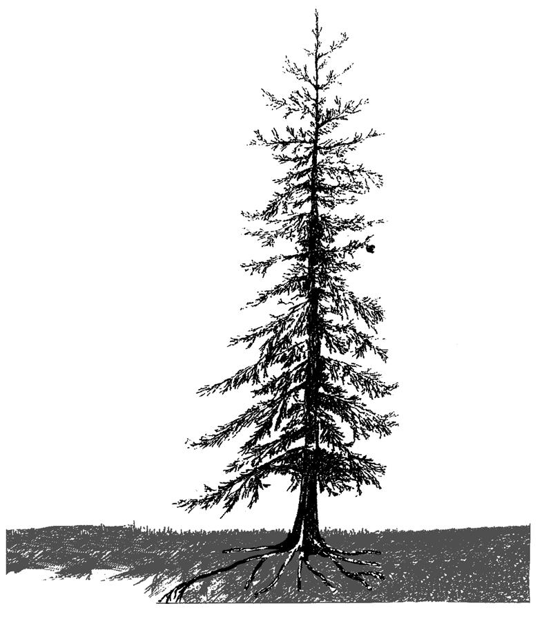(c) Study Figure 6. It is a drawing of a coniferous tree.