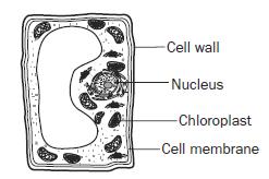 The muscle cell has a rigid cell wall that gives structure to the cell, but the microorganism only has a cell membrane. C.