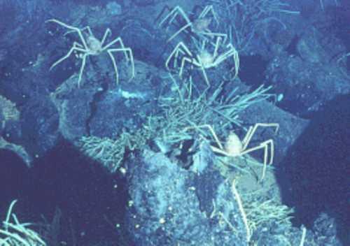 Deep-sea crabs, Juan de Fuca Ridge,