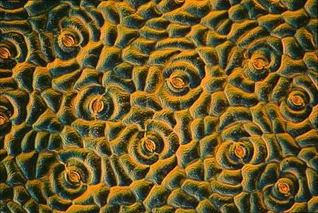Microscope view of stomata in a