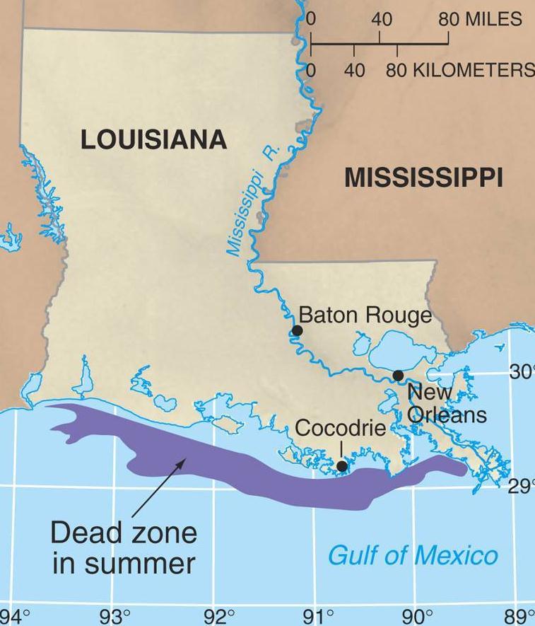 Summer dead zone in the Gulf of Mexico.